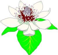 MAGNOLIA.BMP
