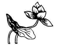 LOTUS363.PCX