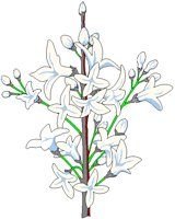 LILACS.BMP