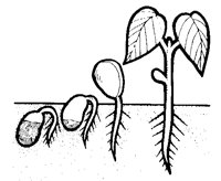 GROW1O7.BMP