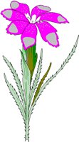 GRASSPIN.BMP