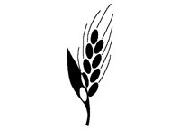 GRAIN.BMP