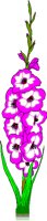 GLADIOLA.BMP