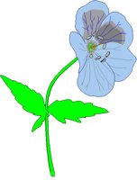GERANIUM.BMP