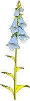 FOXGLOVE.BMP