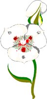 FLWR2.BMP