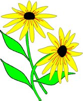 FLWDAISY.BMP