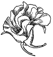 FLOWR9O8.PCX