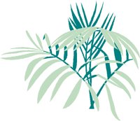 FERN.BMP