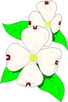 DOGWOOD.BMP