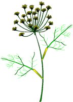DILL.BMP