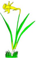 DAFFODIL.BMP