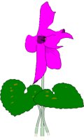 CYCLAMEN.BMP
