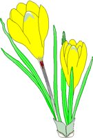 CROCUS.BMP