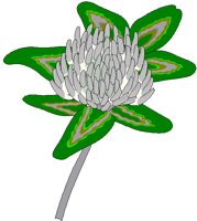 CLOVER.BMP