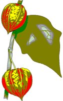 CLANTERN.BMP