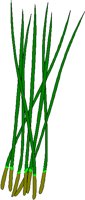 CHIVES.BMP