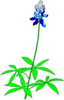 BLUEBONN.BMP