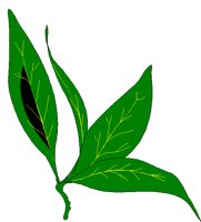 BAYLEAF.BMP