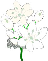 ALLIUM.BMP