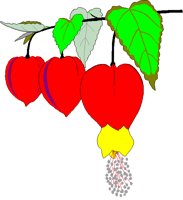 ABUTILON.BMP