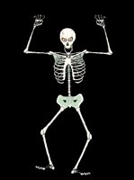 SKELETON.BMP