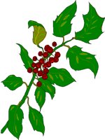 HOLLY.BMP