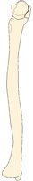 ULNA1RMF.BMP