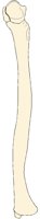 ULNA1LMF.BMP