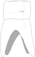 TOOTH.BMP