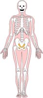 SKELETON.BMP