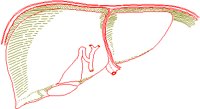 LIVER.BMP