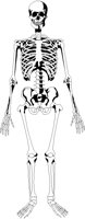 BONES.BMP