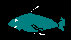 FISHF1C.BMP