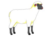 SHEEP.WPG