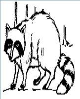RACCOON2.WPG
