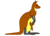 KANGAROO.WPG