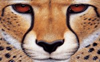 GEPARD.WPG