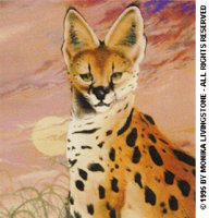 OCELOT.BMP