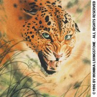 LEOPARD.BMP