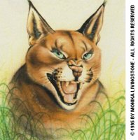 COUGAR.BMP