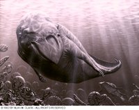 WHALE.BMP