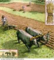 OXEN.BMP