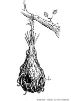 NEST.BMP