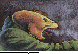 SALAMNDR.bmp