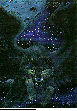 WOLFMOON.bmp