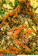 TIGER4.bmp