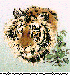 TIGER2.bmp