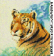 TIGER.bmp