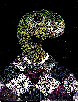SNAKE.bmp